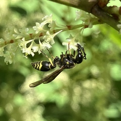 Ancistrocerus antilope