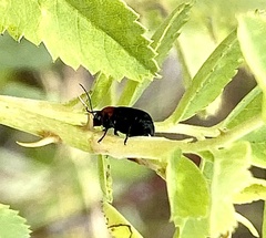 Cryptocephalus