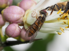Episyrphus