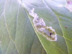 Parallelomma vittatum