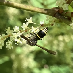Ancistrocerus antilope