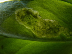 Parallelomma vittatum