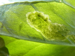 Parallelomma vittatum