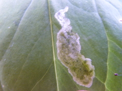 Parallelomma vittatum