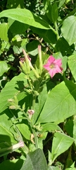 Nicotiana tabacum