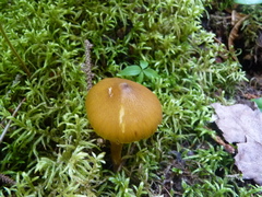 Entoloma luteum