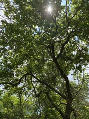 Coccoloba barbadensis