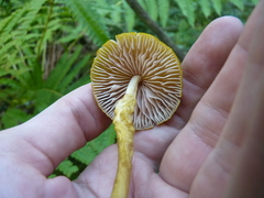 Entoloma luteum