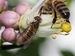 Episyrphus