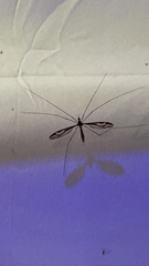 Tipula furca