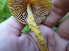 Entoloma luteum