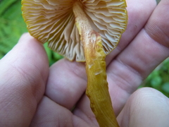 Entoloma luteum