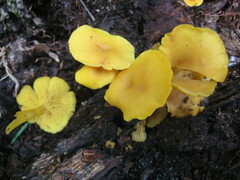 Tricholomopsis aurea