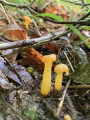Leotia lubrica