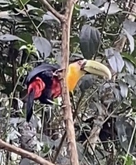 Ramphastos dicolorus