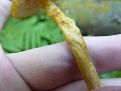 Entoloma luteum