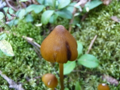 Entoloma luteum