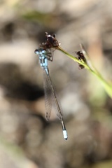 Ischnura cervula