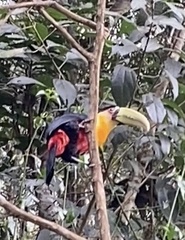 Ramphastos dicolorus