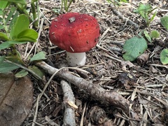 Russula