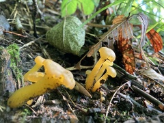 Leotia lubrica