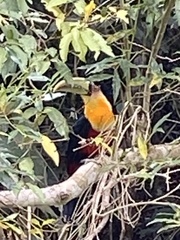 Ramphastos dicolorus