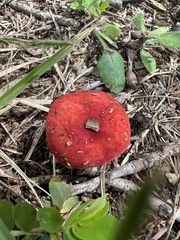Russula