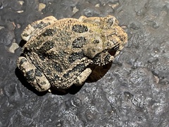 Anaxyrus cognatus
