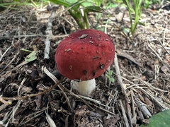 Russula