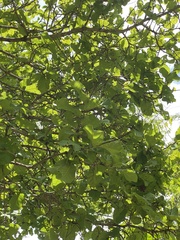 Coccoloba barbadensis