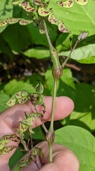 Neolasioptera desmodii