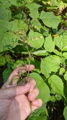 Neolasioptera desmodii