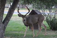 Odocoileus hemionus hemionus
