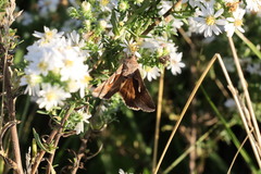 Anagrapha falcifera