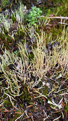 Cladonia maxima