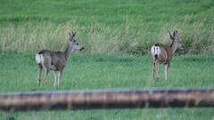 Odocoileus hemionus hemionus