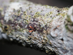 Nectriaceae