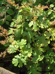Macleaya