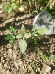 Solanum lycopersicum cerasiforme