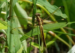 Libellula cyanea