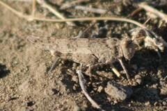 Trimerotropis pseudofasciata