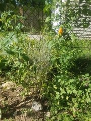 Solanum lycopersicum cerasiforme