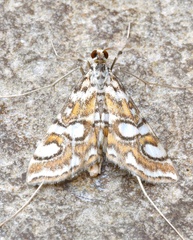 Elophila ekthlipsis