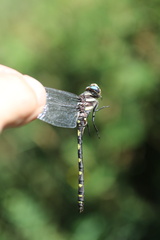 Cordulegaster dorsalis