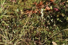 Spiranthes casei casei