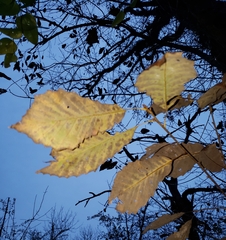 Quercus muehlenbergii