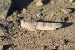 Trimerotropis californica