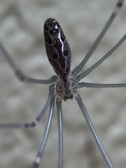 Holocnemus pluchei