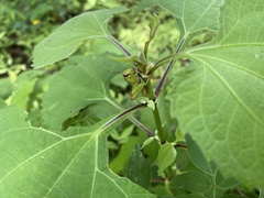 Melanoplini
