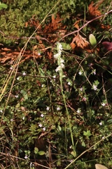 Spiranthes casei casei